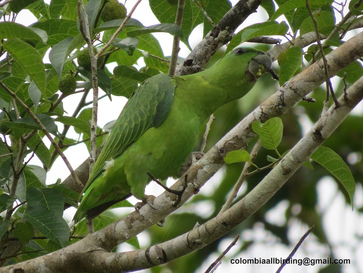 Short-tailed Parrot - ML645891435