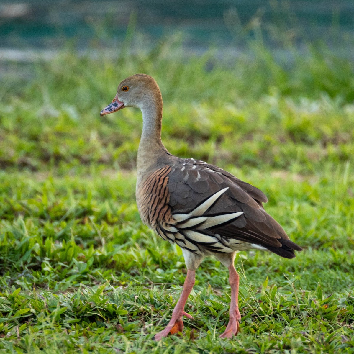 Plumed Whistling-Duck - ML645891440