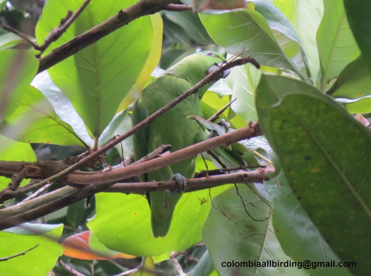 Short-tailed Parrot - ML645891441