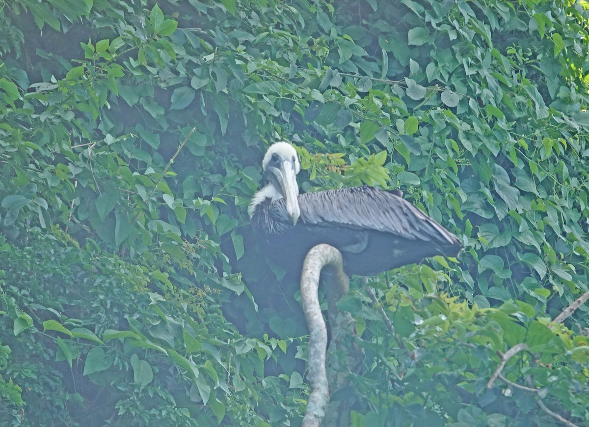 Brown Pelican - ML645891449