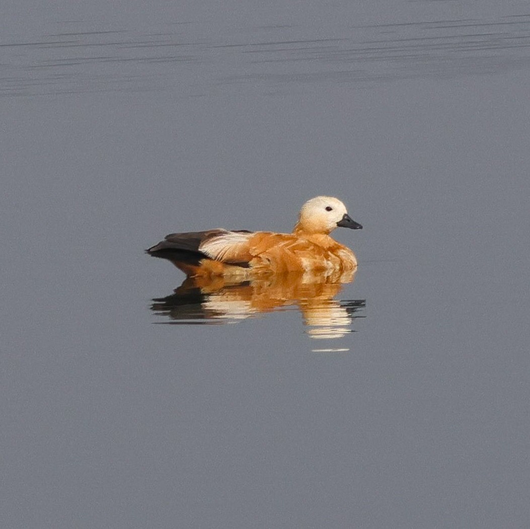 Ruddy Shelduck - ML645891458