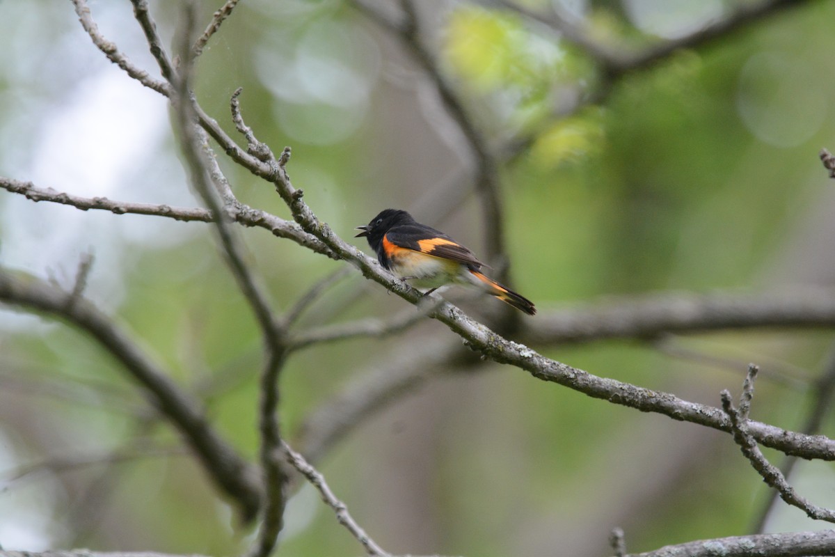 Горихвостковая древесница - ML645891459