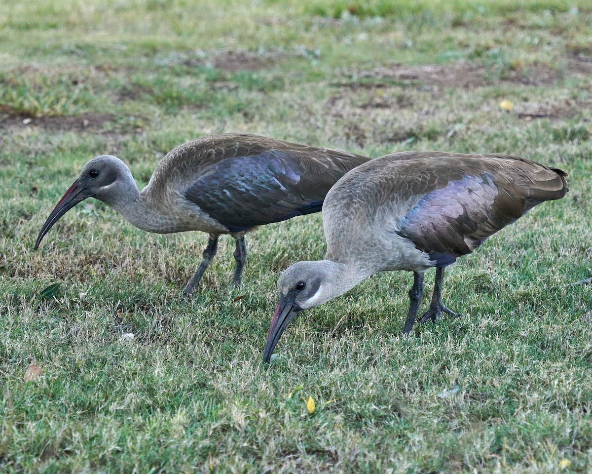 Hadada Ibis - ML645891460