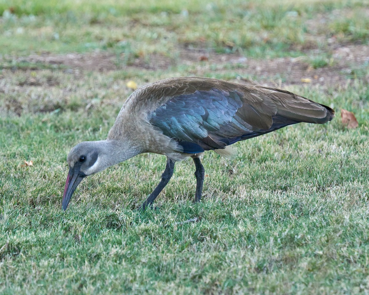 Hadada Ibis - ML645891461