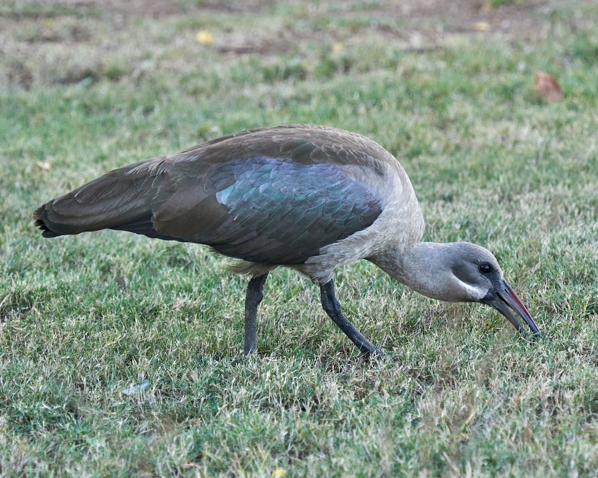 Hadada Ibis - ML645891462