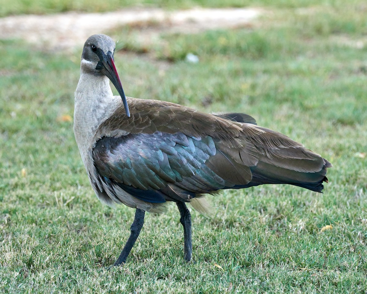 Hadada Ibis - ML645891463