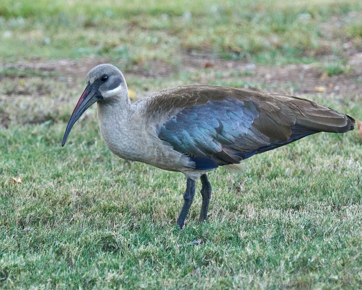 Hadada Ibis - ML645891464