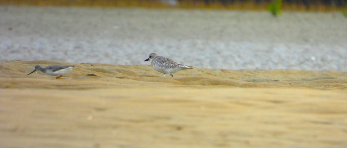 ソリハシシギ - ML645891485