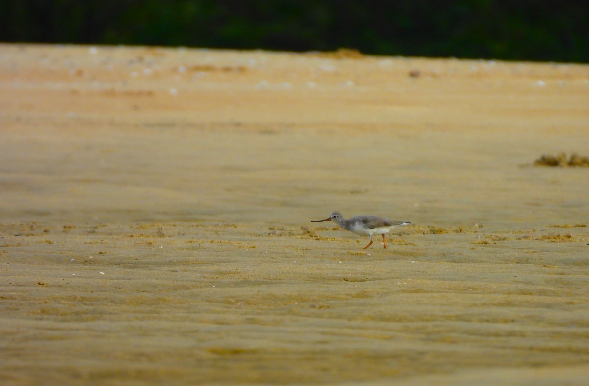 ソリハシシギ - ML645891486