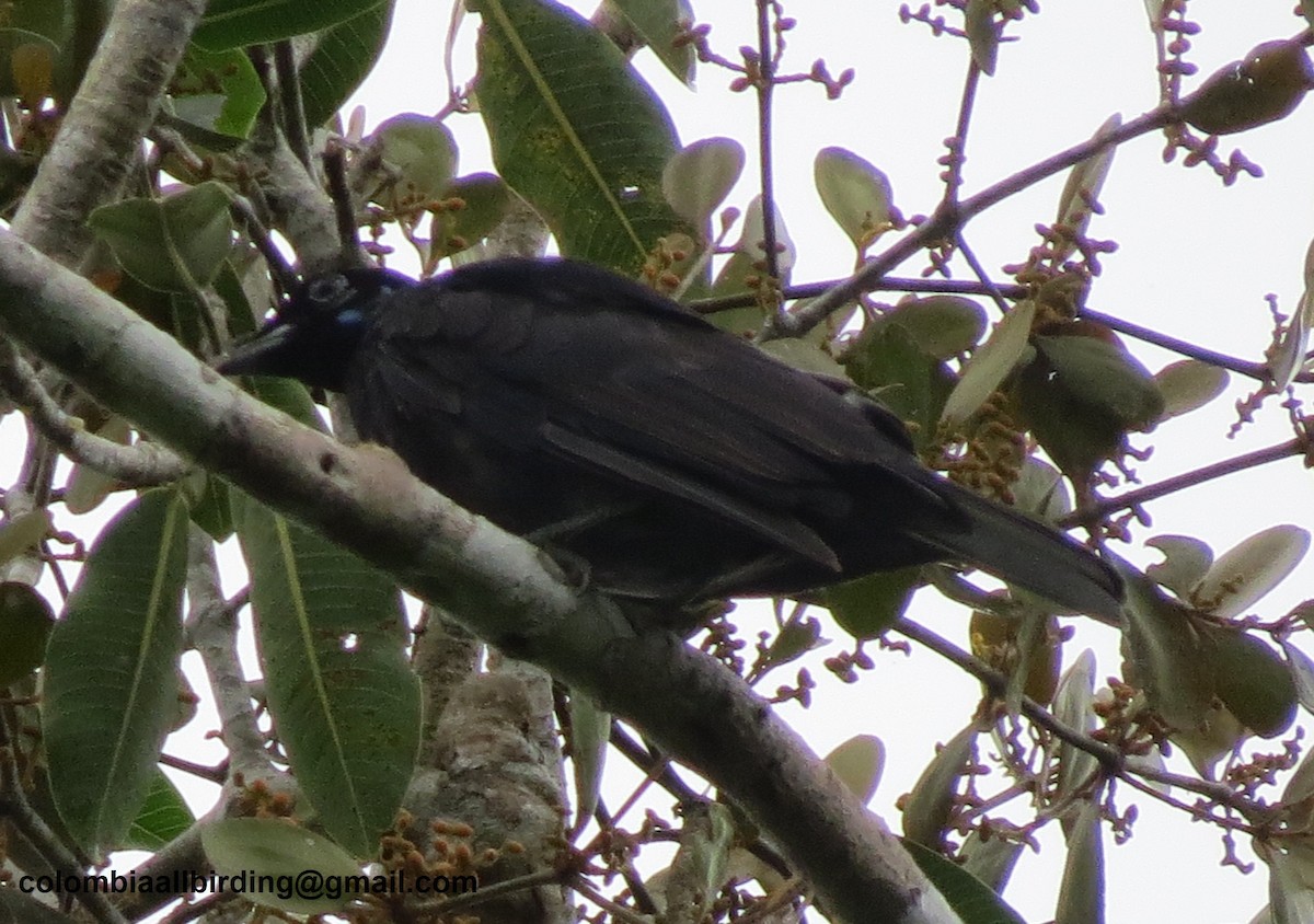 Bare-necked Fruitcrow - ML645891489