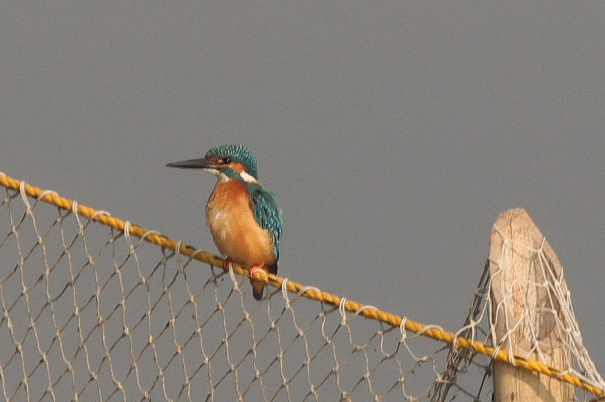 Common Kingfisher - ML645891490