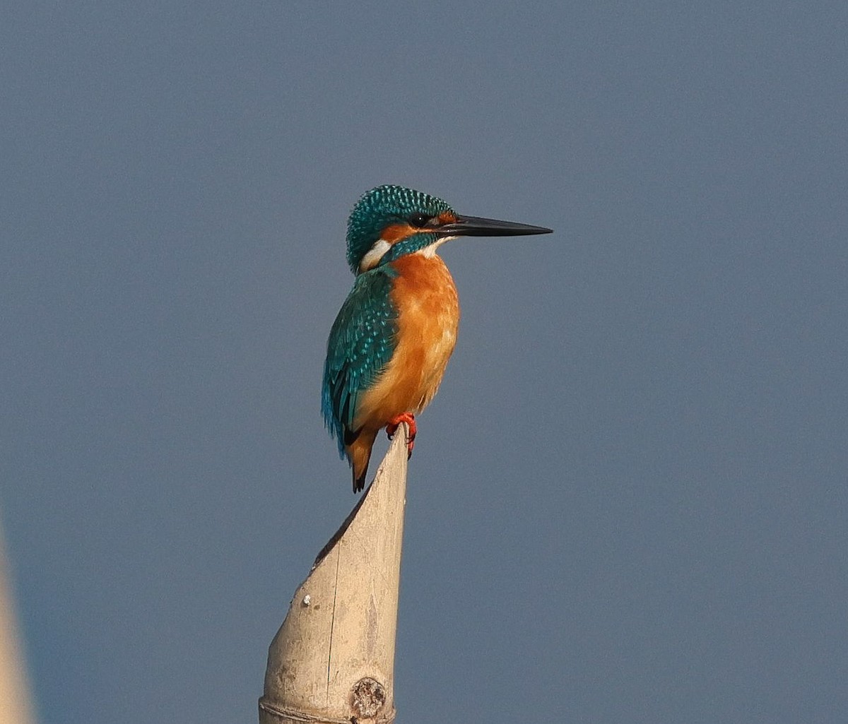 Common Kingfisher - ML645891491