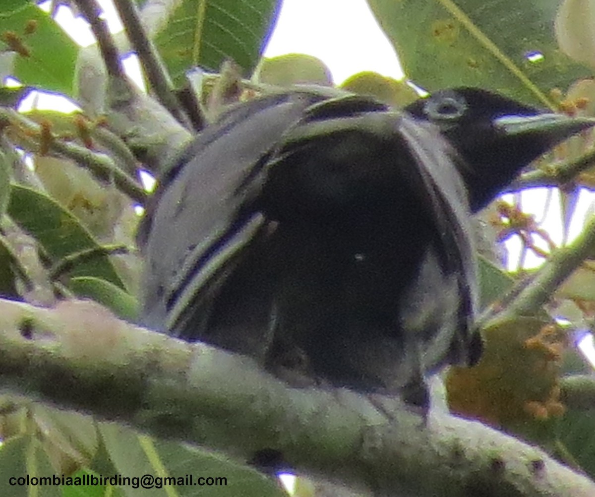 Bare-necked Fruitcrow - ML645891501