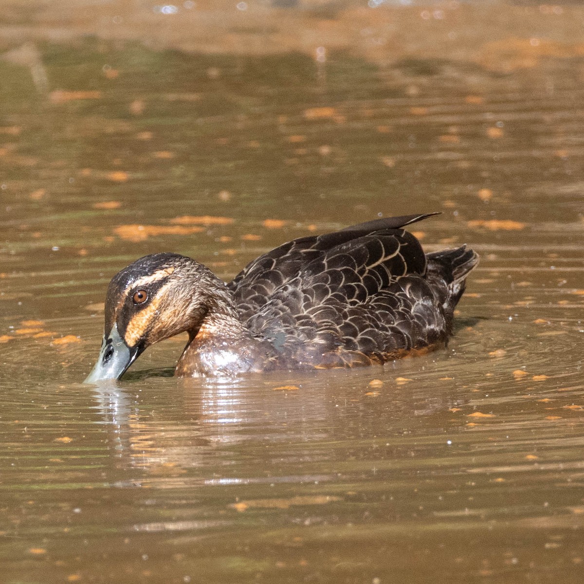 Pacific Black Duck - ML645891503