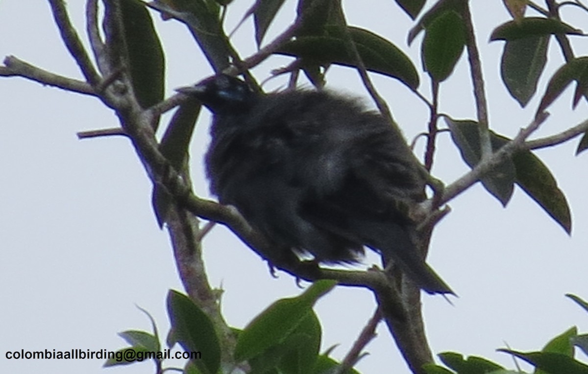 Bare-necked Fruitcrow - ML645891510