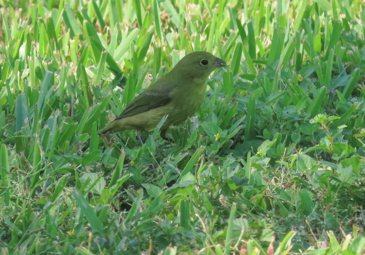 Painted Bunting - ML645891511