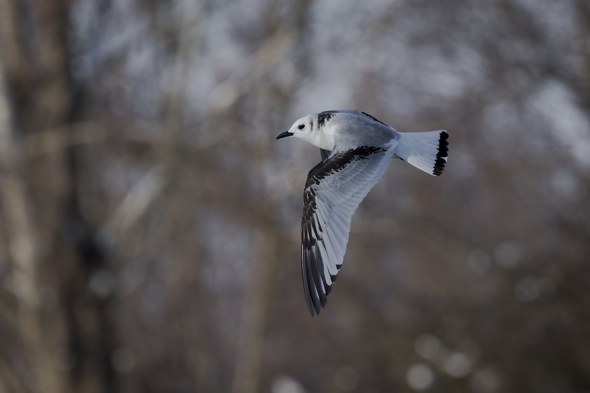 Kara Ayaklı Martı - ML645891512