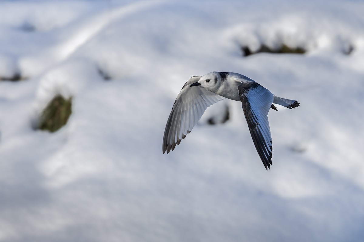 Kara Ayaklı Martı - ML645891513