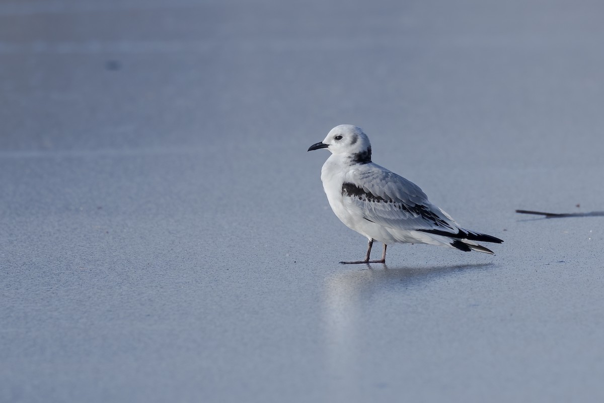 Kara Ayaklı Martı - ML645891515