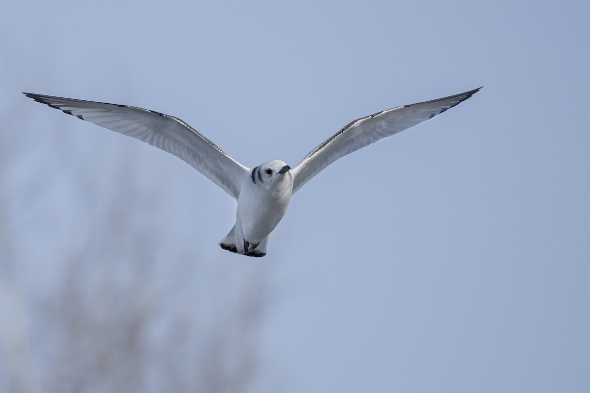 Kara Ayaklı Martı - ML645891516