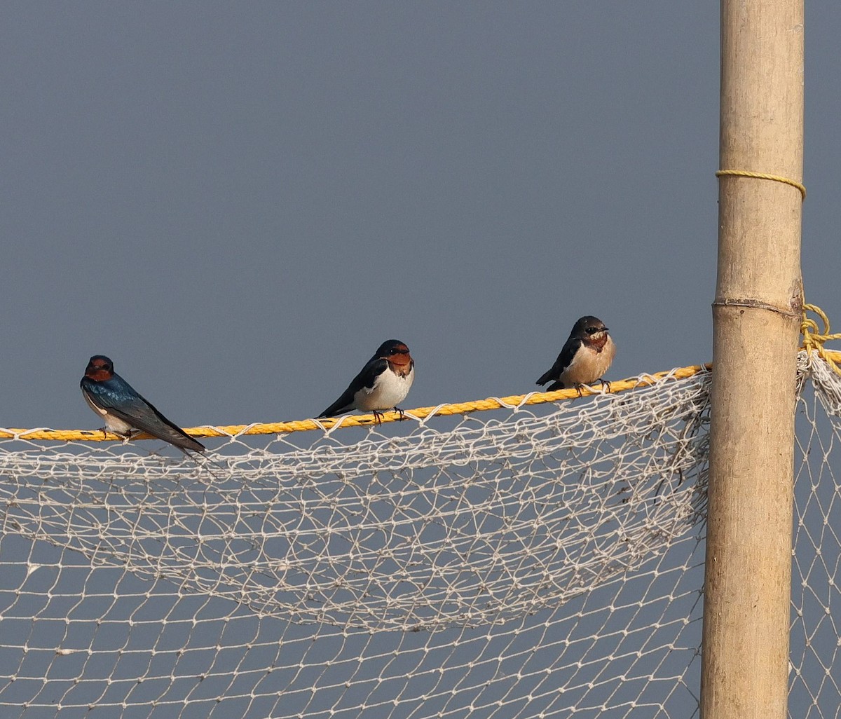 Ластівка сільська - ML645891517