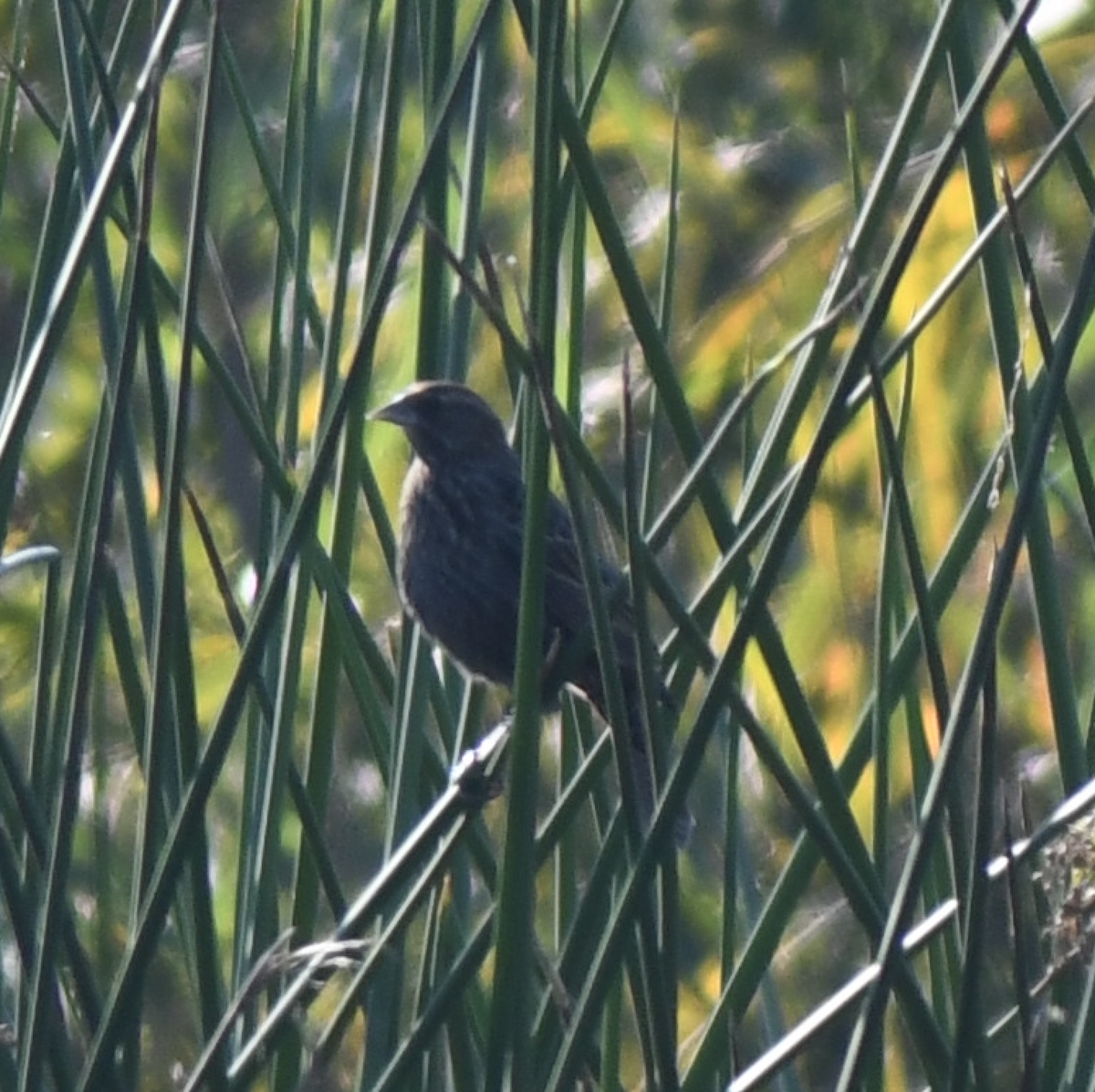 Sargento Tricolor - ML645891519