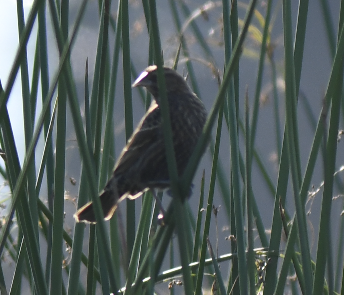 Sargento Tricolor - ML645891521