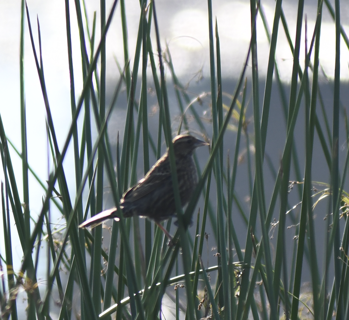 Sargento Tricolor - ML645891522