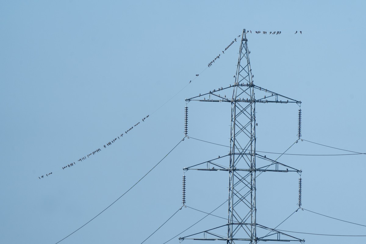 Amur Falcon - ML645891533