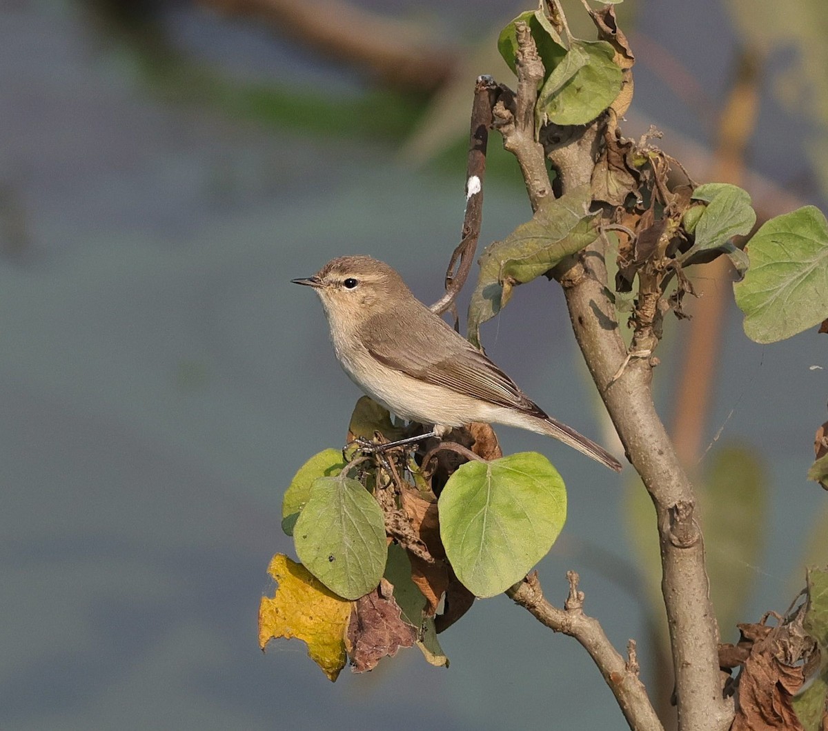 Common Chiffchaff - ML645891536