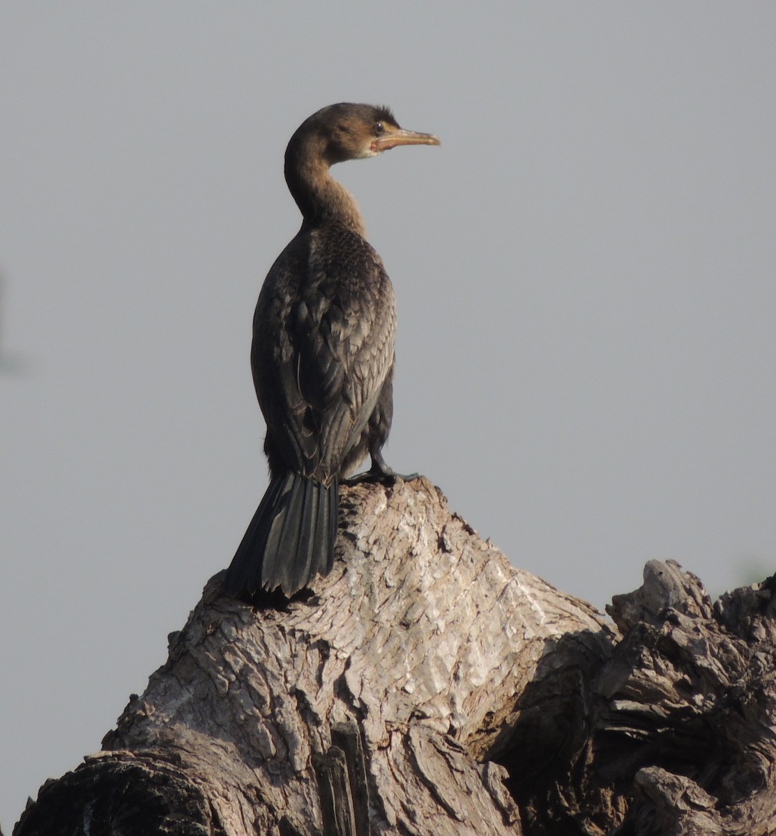 Uzun Kuyruklu Karabatak - ML645891539