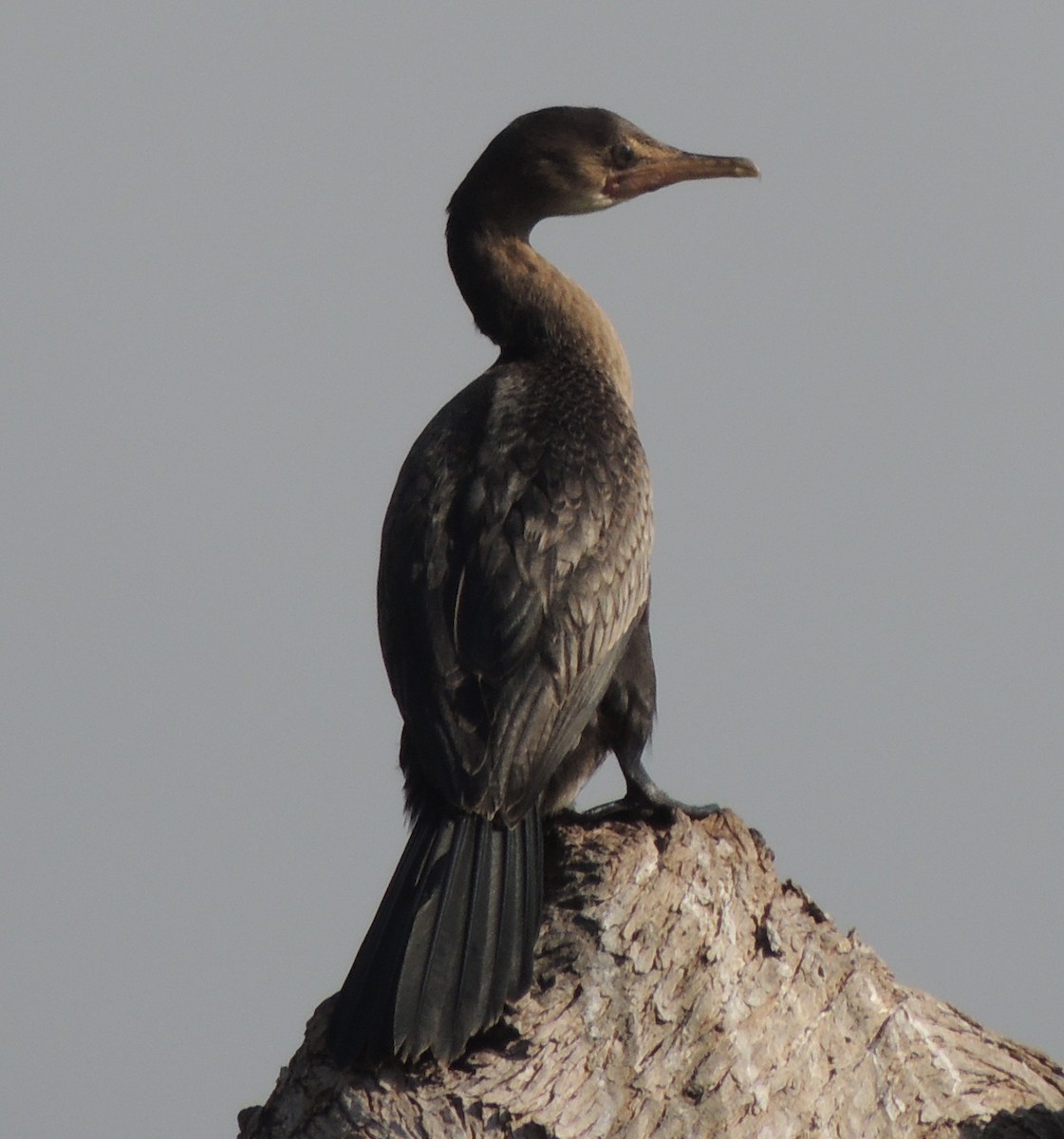 Uzun Kuyruklu Karabatak - ML645891540