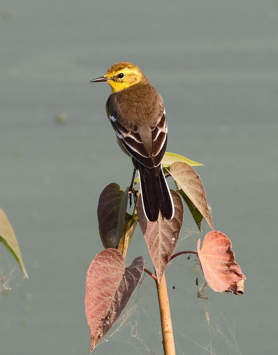 נחליאלי לימוני - ML645891541