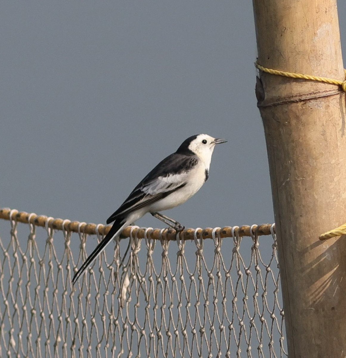 White Wagtail - ML645891550