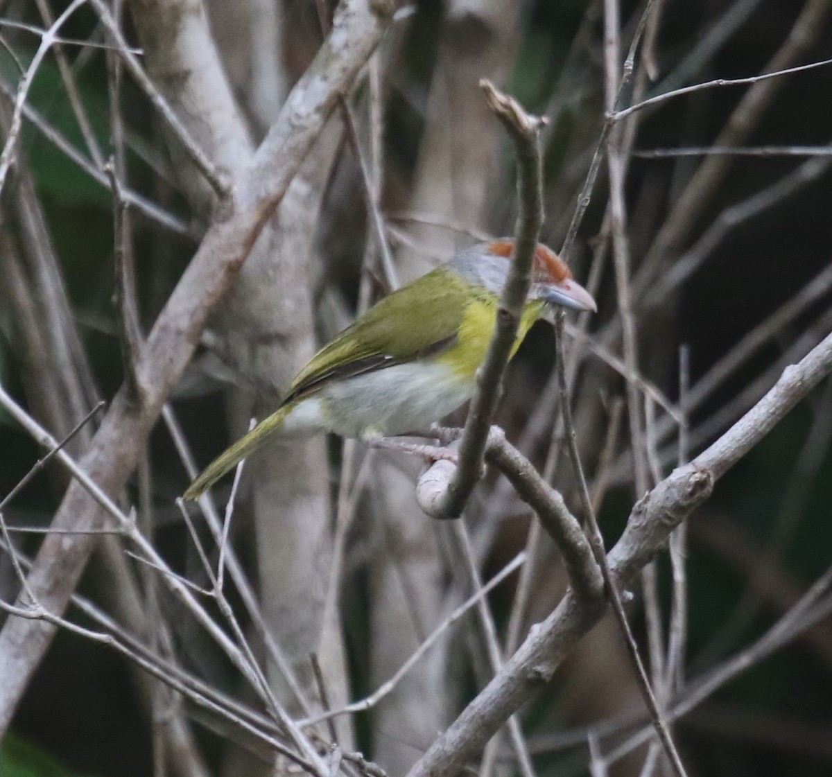 Віреон рудобровий [група gujanensis] - ML645891559