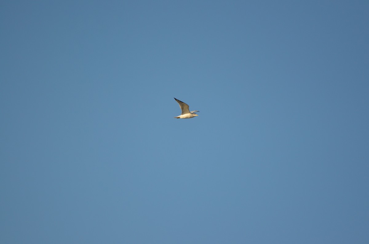 ringnebbmåke - ML645891563