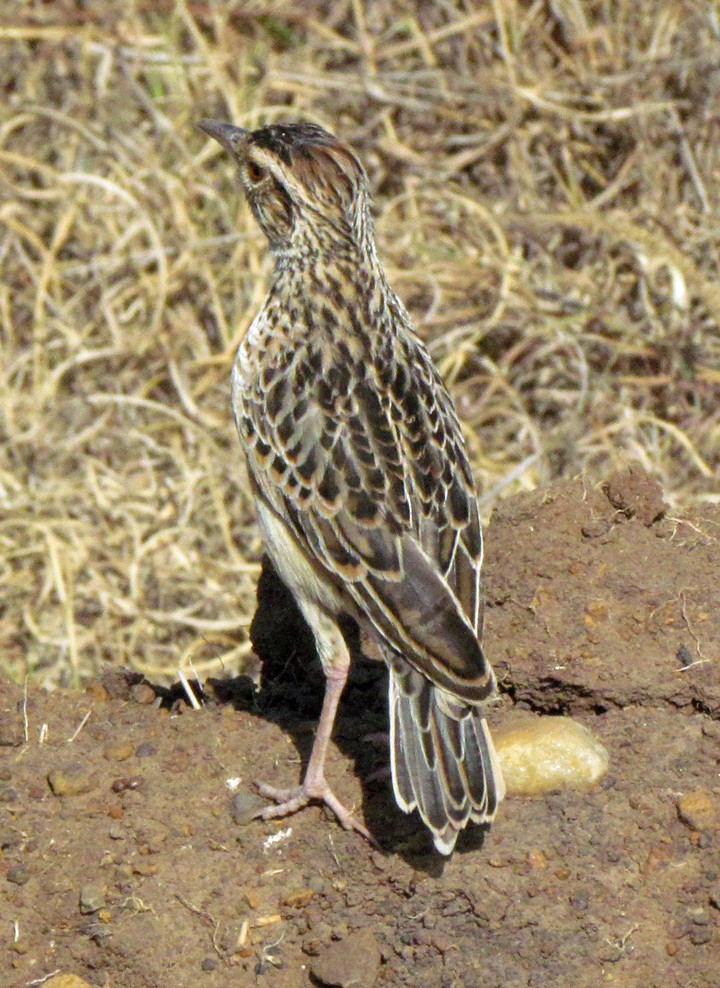 langnebbpiplerke - ML645891567