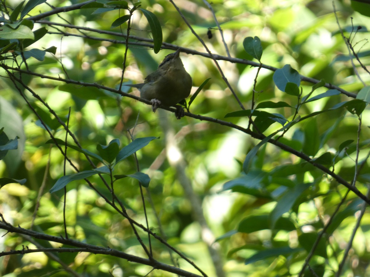 åmeparula - ML645891568