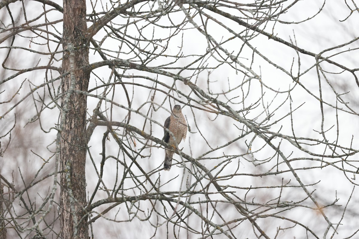 trostehauk - ML645891569