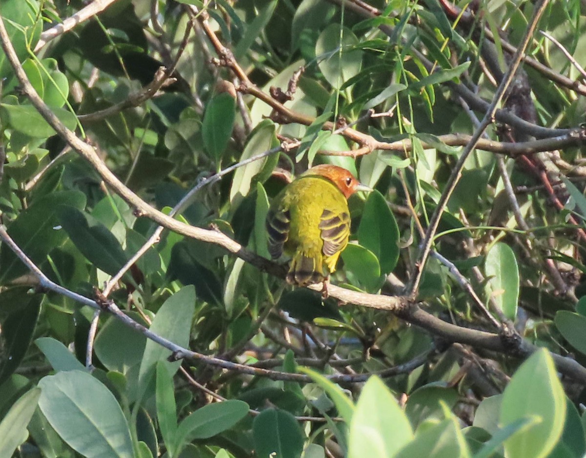 mangroveparula - ML645891570