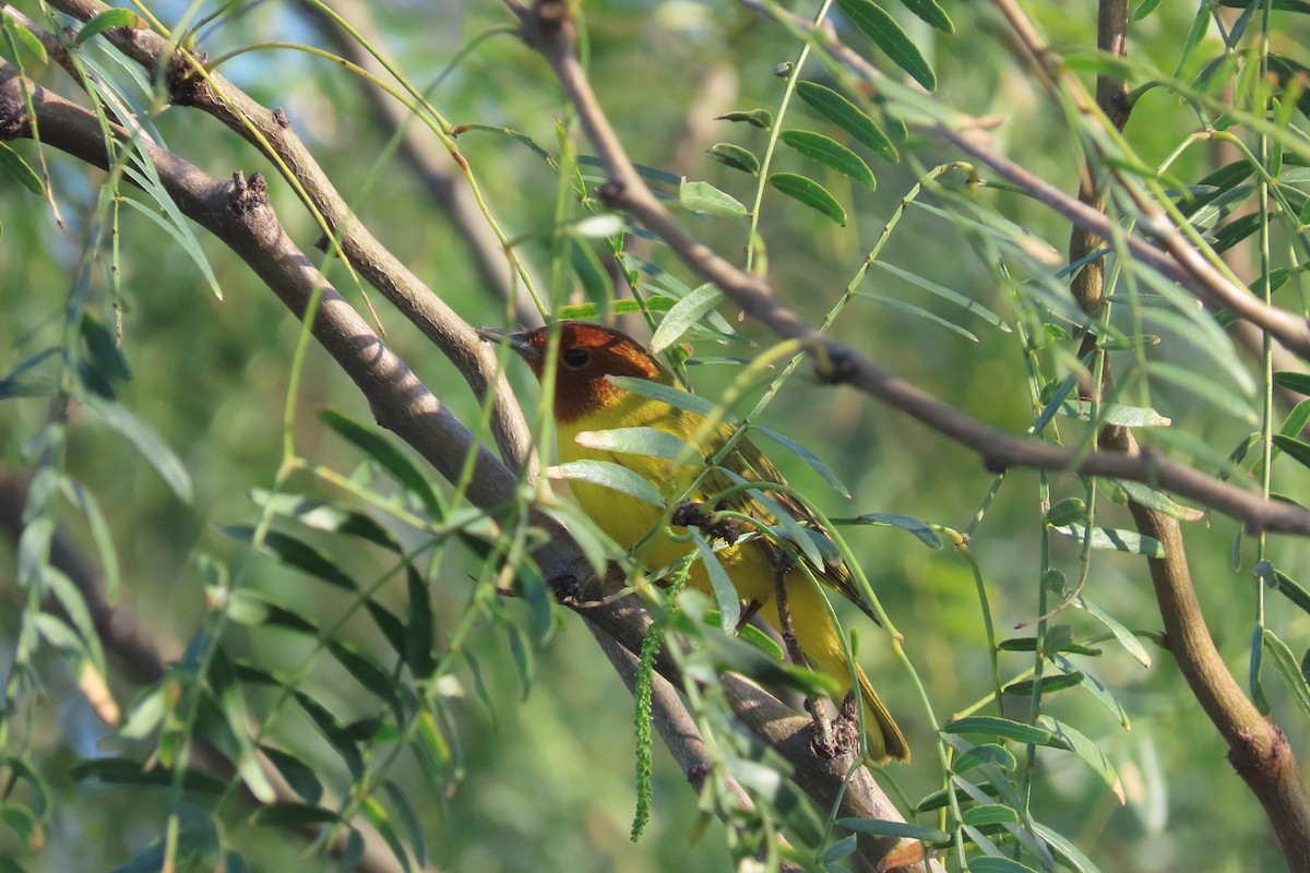 mangroveparula - ML645891571