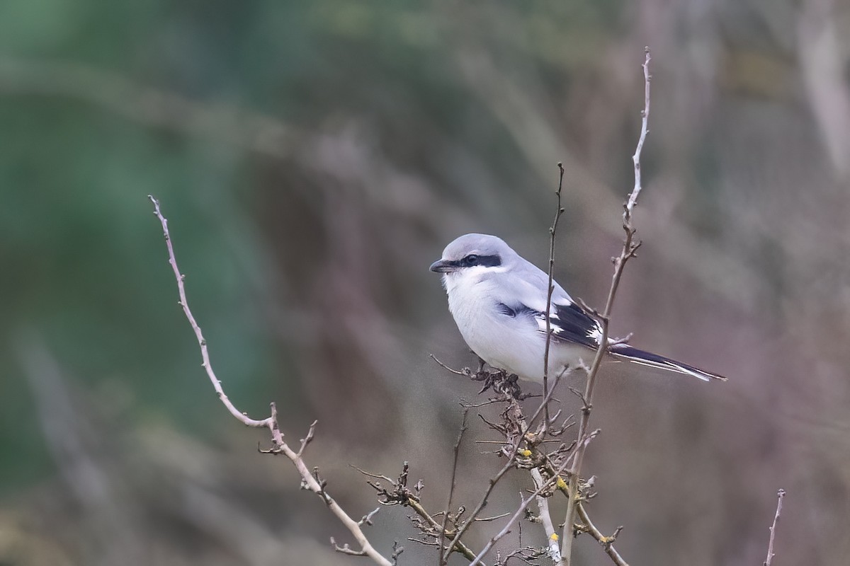 varsler - ML645891572