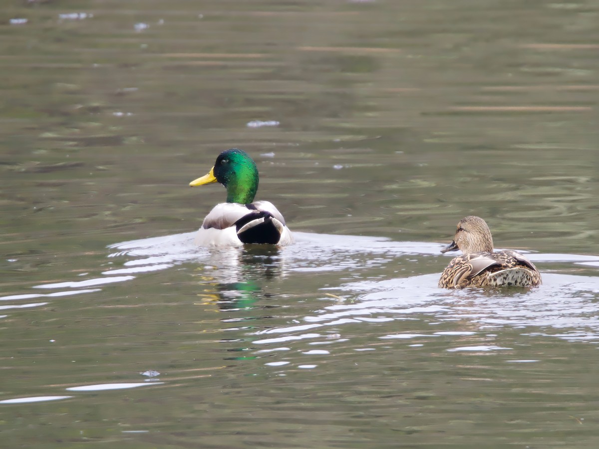 stokkand - ML645891573