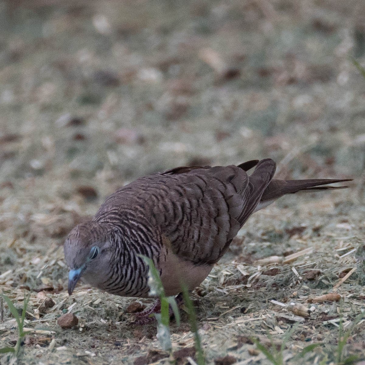 billabongdue - ML645891574