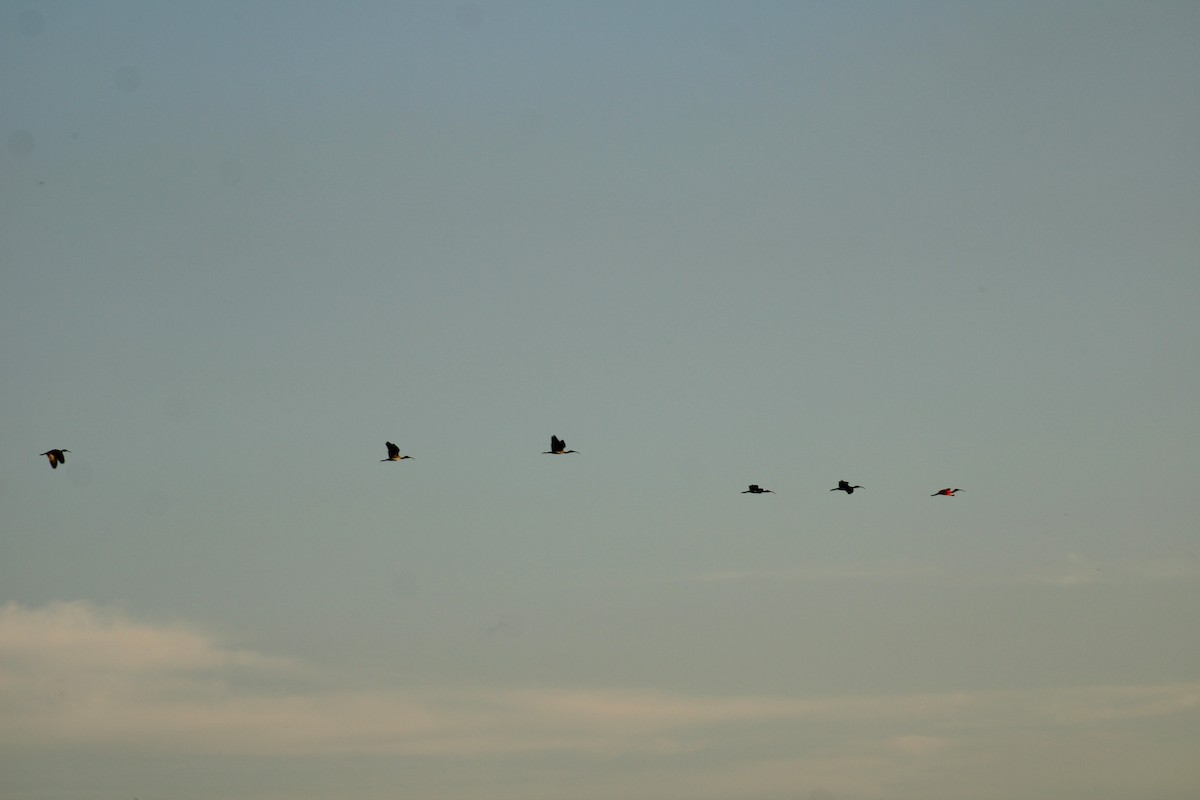 rødibis - ML645891575