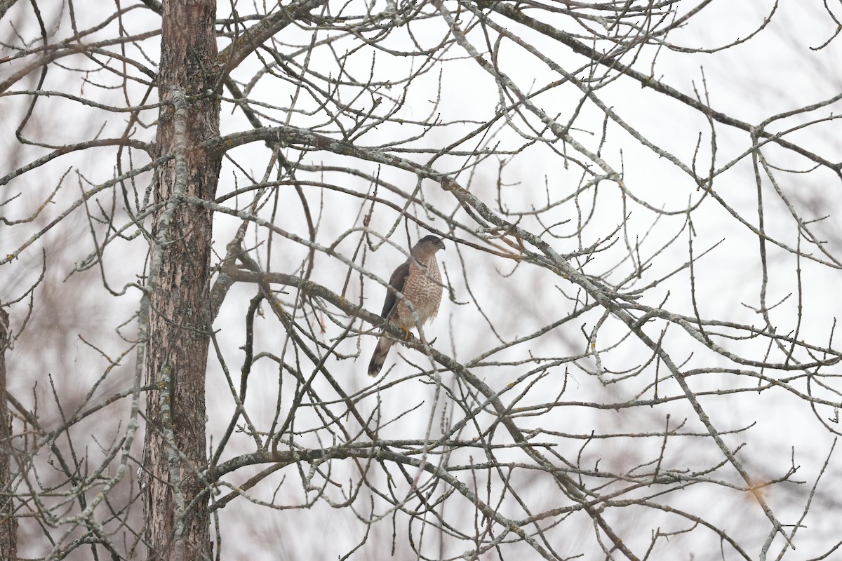 trostehauk - ML645891576