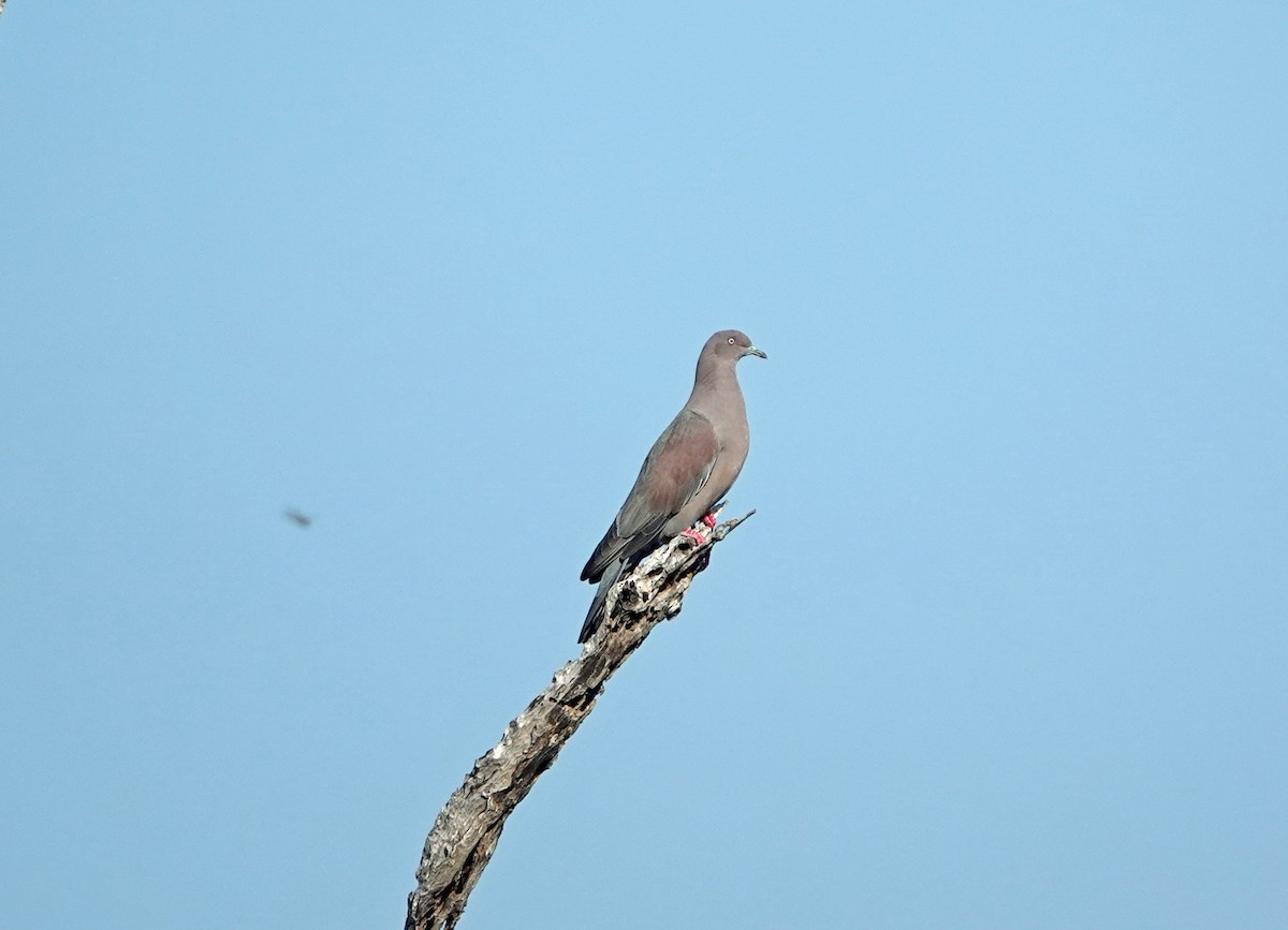 hispanioladue - ML645891577