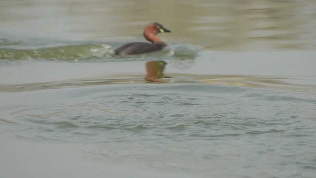 Küçük Batağan - ML645891578