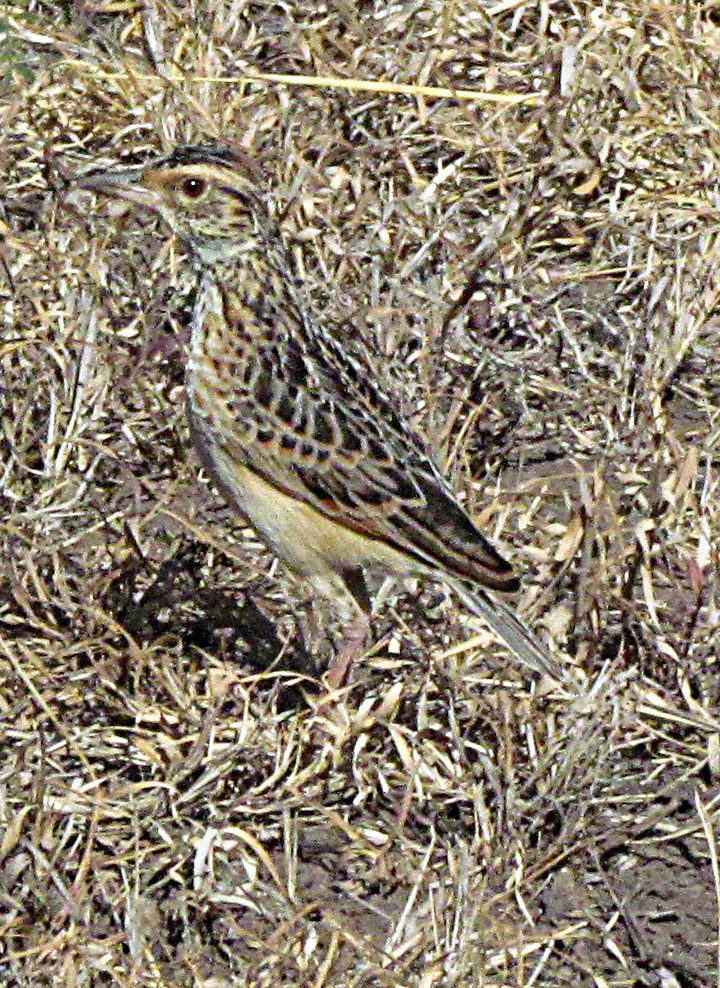 langnebbpiplerke - ML645891579