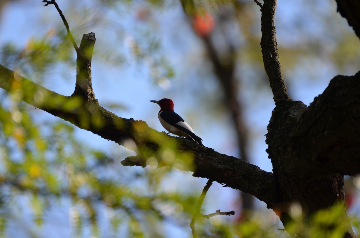 rødhodespett - ML645891581